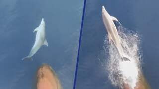 Dolfijn zwemt als een speer voor ferry uit in Middellandse Zee