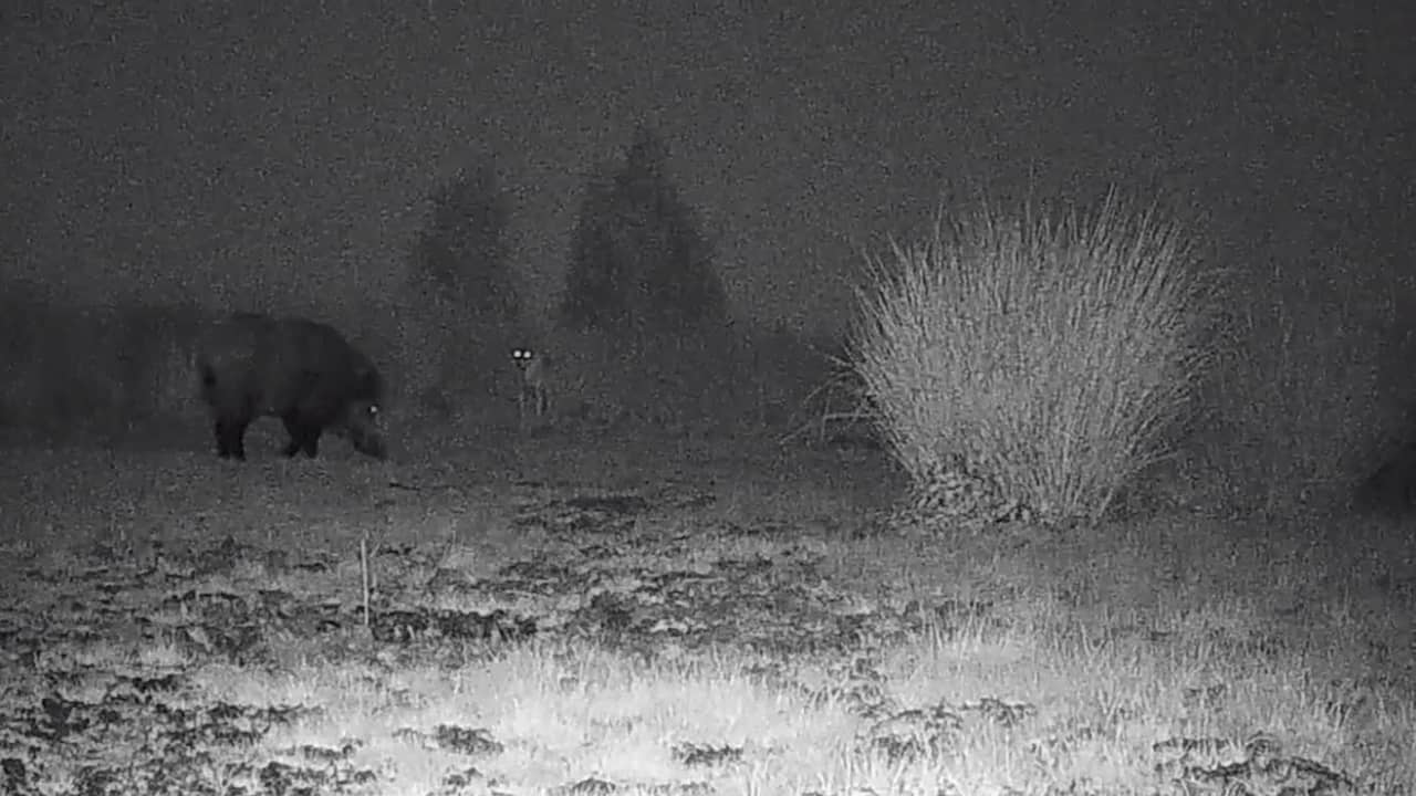 Beeld uit video: Wildcamera filmt ontmoeting wolven en zwijn in België