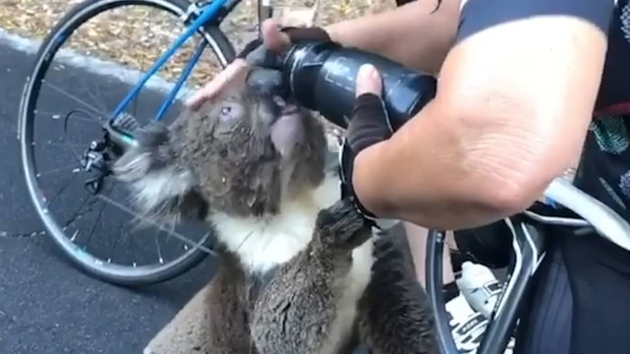 Beeld uit video: Uitgedroogde koala drinkt waterfles van Australische fietser leeg
