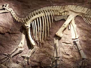 Dinosauriërs danken hun omvang aan groeipauzes en groeispurts