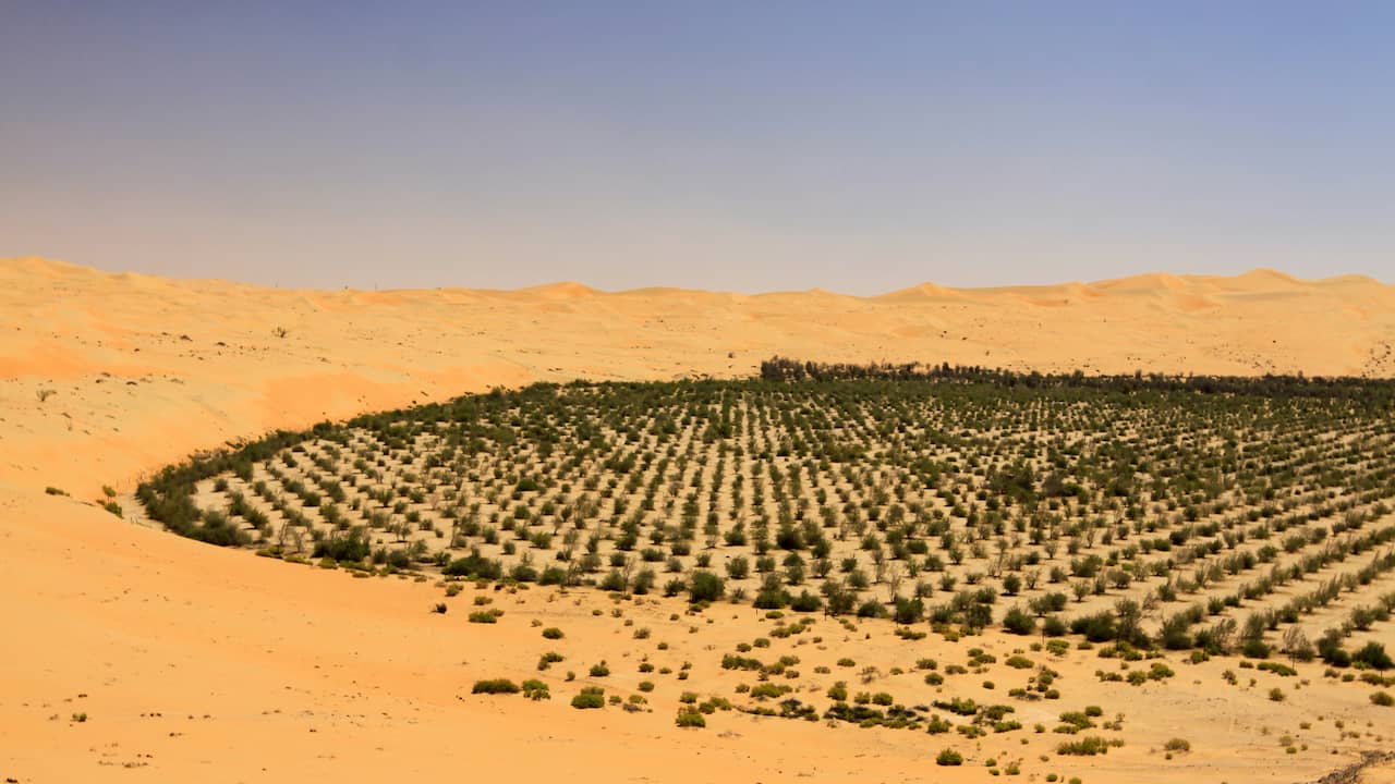 Saudi Arabia wants to reduce CO2 emissions with 10 billion new trees |  NOW