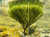 Eten uit de oceaan: Zijn algen het voedsel van de toekomst?