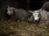 Blauwtong verspreidt zich snel onder schapen en runderen, maar ingrijpen is lastig