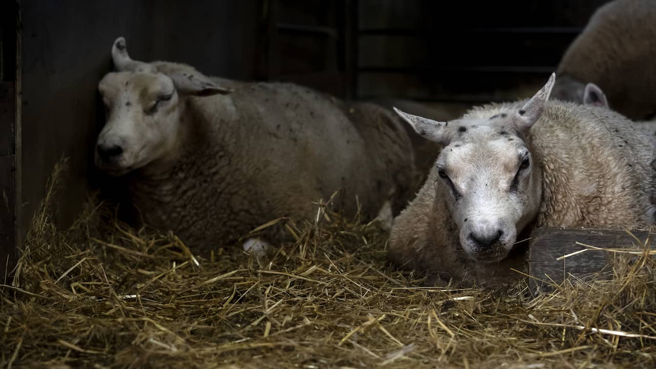 Bluetongue Outbreak: Rapid Spread of Viral Disease among Sheep and Cattle in the Netherlands