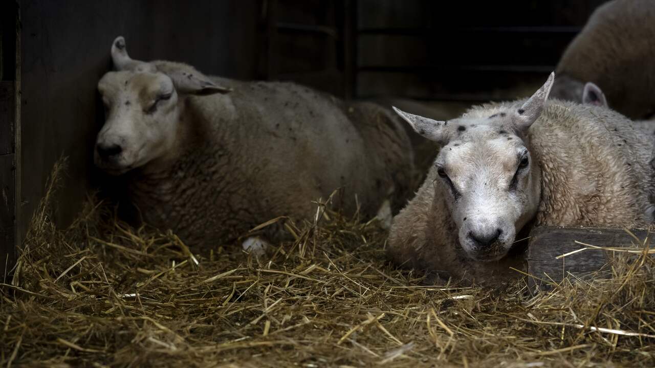 Bluetongue spreads rapidly among sheep and cattle, but intervention is difficult  local