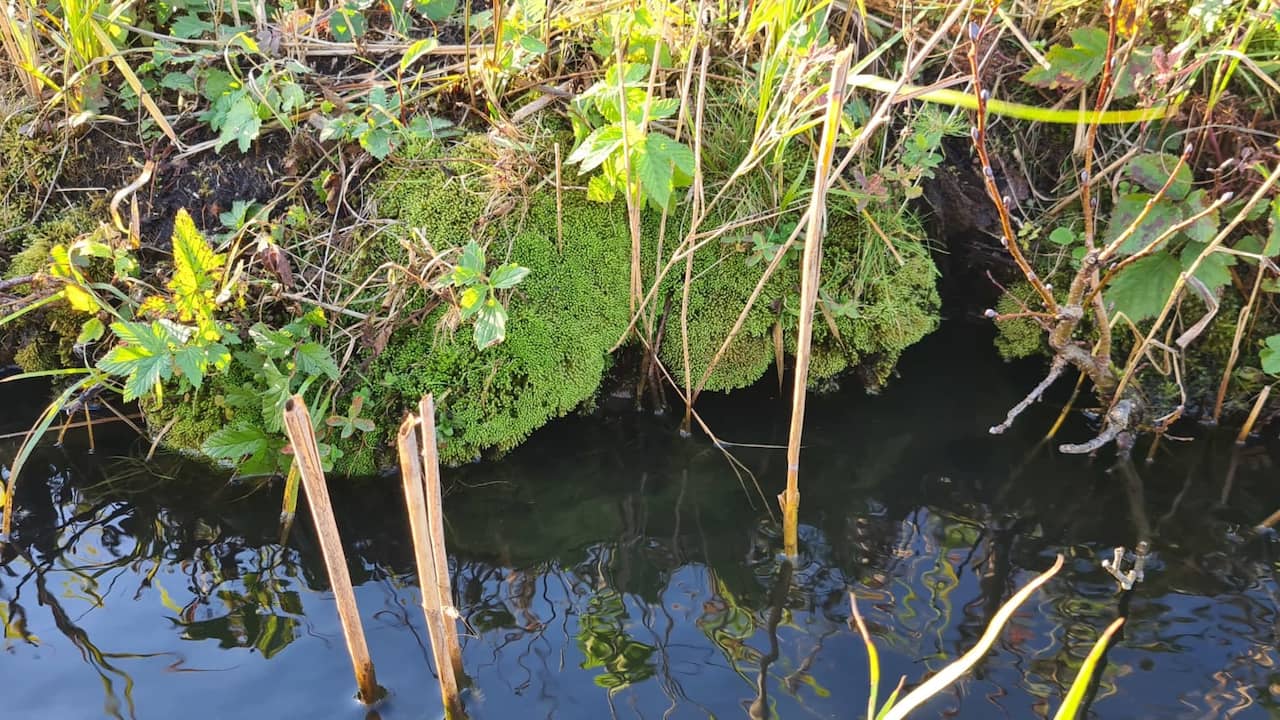 Researchers discover very rare moss species in Overijssel nature reserve |  Abroad