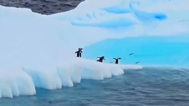 Toerist filmt pinguïns in natuurlijke habitat in Argentinië
