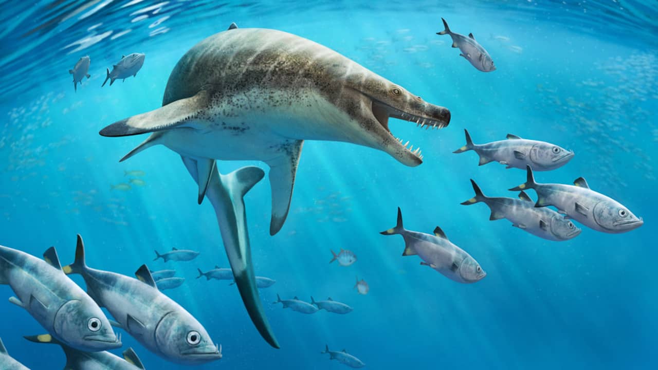 Discovery of fossils of a huge prehistoric marine lizard with sharp teeth |  the animals