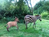 Extreem zeldzame 'zezel' geboren in Kenia: kruising van zebra en ezel