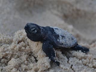 Brandweermannen redden drie babyzeeschildpadden uit put in Florida