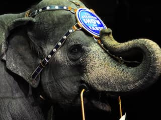 Amerikaans circus stopt na 145 jaar met olifantenvoorstelling