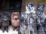 Inspectie vindt verwaarloosde honden bij fokker in Deurne