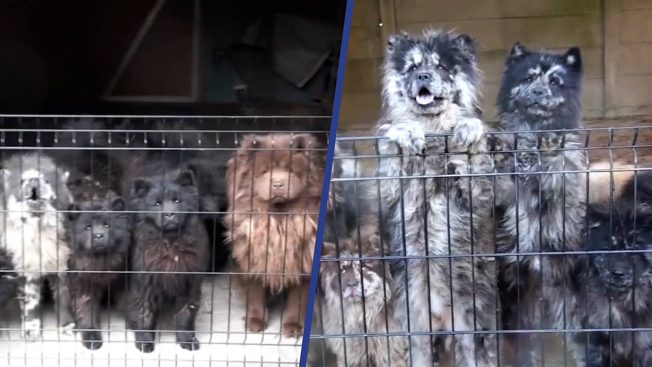 Beeld uit video: Inspectie vindt verwaarloosde honden bij fokker in Deurne