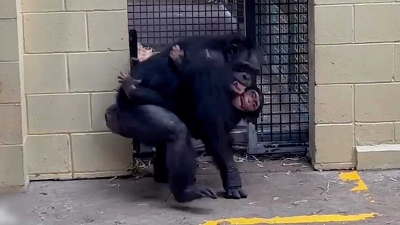 Beeld uit video: Herstelde chimpansee vliegt draagmoeder in armen tijdens hereniging