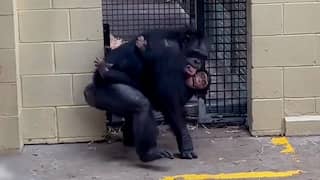 Herstelde chimpansee vliegt draagmoeder in armen tijdens hereniging