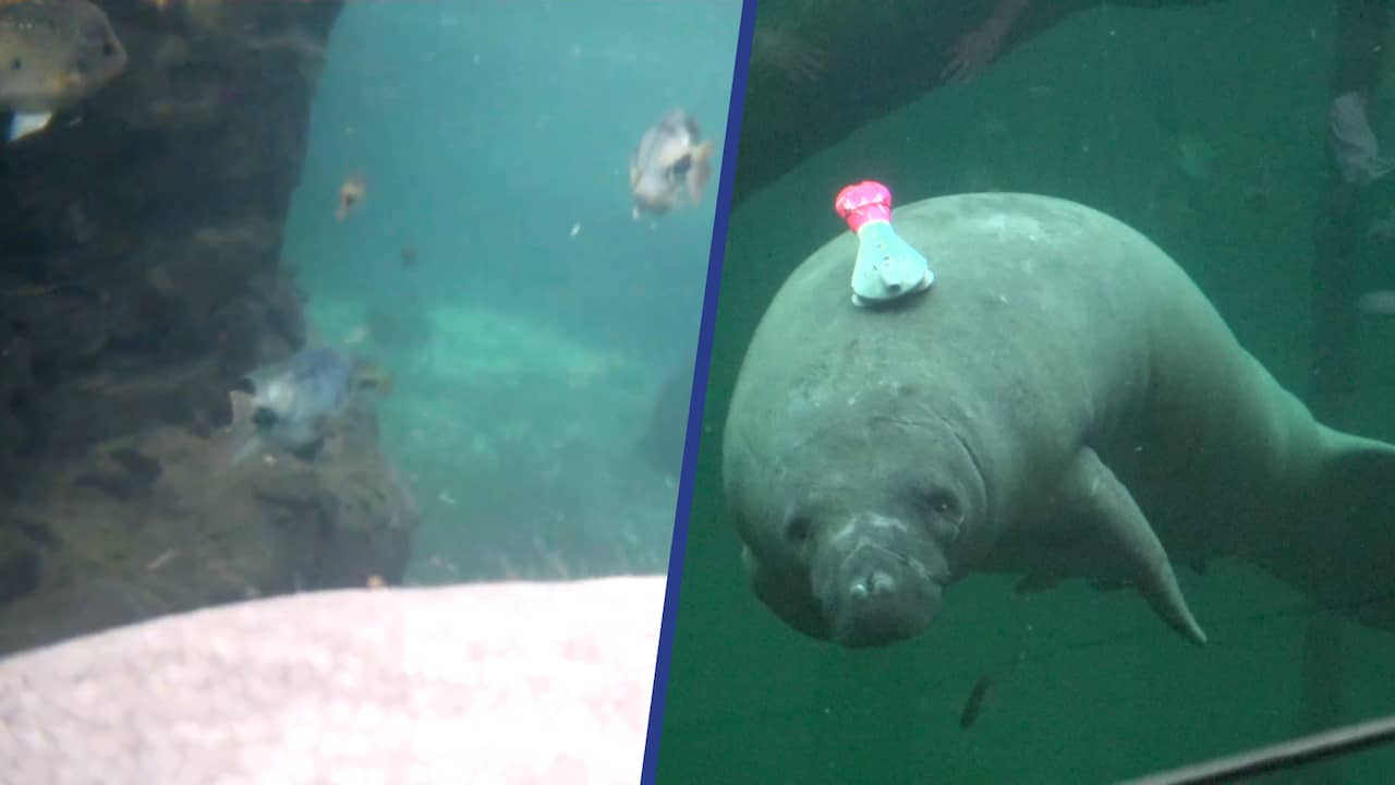 Beeld uit video: Zeekoeien in Burgers' Zoo zwemmen rond met camera