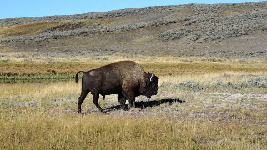Amerikaanse man gearresteerd omdat hij bizon schopte in nationaal park