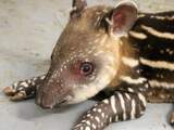 Zuid-Amerikaanse tapir geboren in Artis