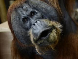 Orang-oetanvrouwtjes vallen op mannetjes met brede wangen