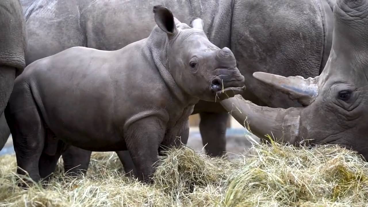 Jonge neushoorn verkent savannevlakte van Burgers' Zoo