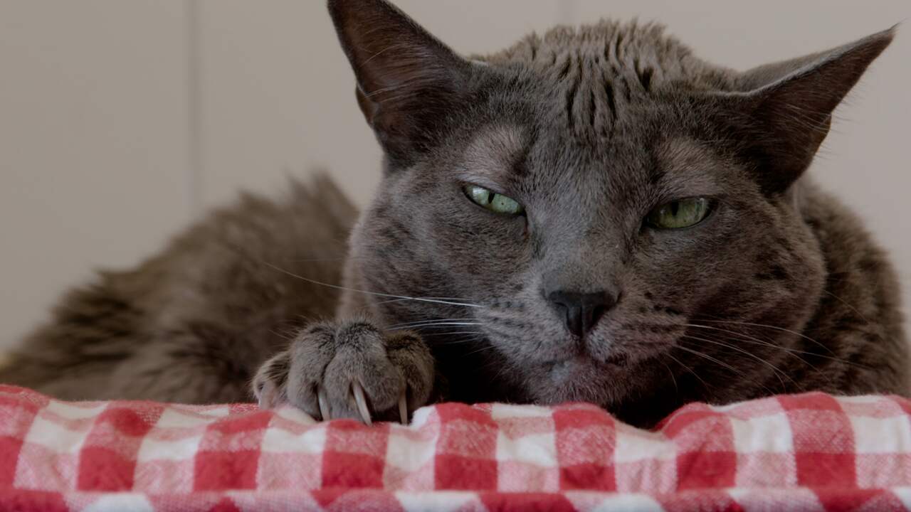 Bekijk hier de trailer van Cat Stories