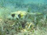 Klein experiment leidt onverwacht tot grootste zeegrasveld in Wadden