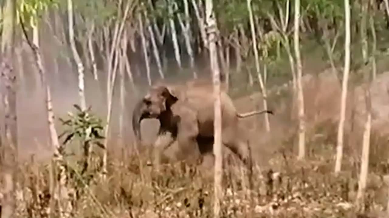 Beeld uit video: Olifantenjong valt dierenartsen aan die gewonde moeder willen helpen