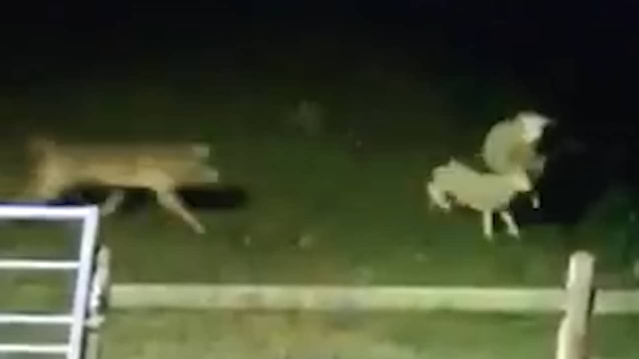 Beeld uit video: Wolf grijpt schaap vlak bij nieuwbouwwijk in Brabantse Vlijmen