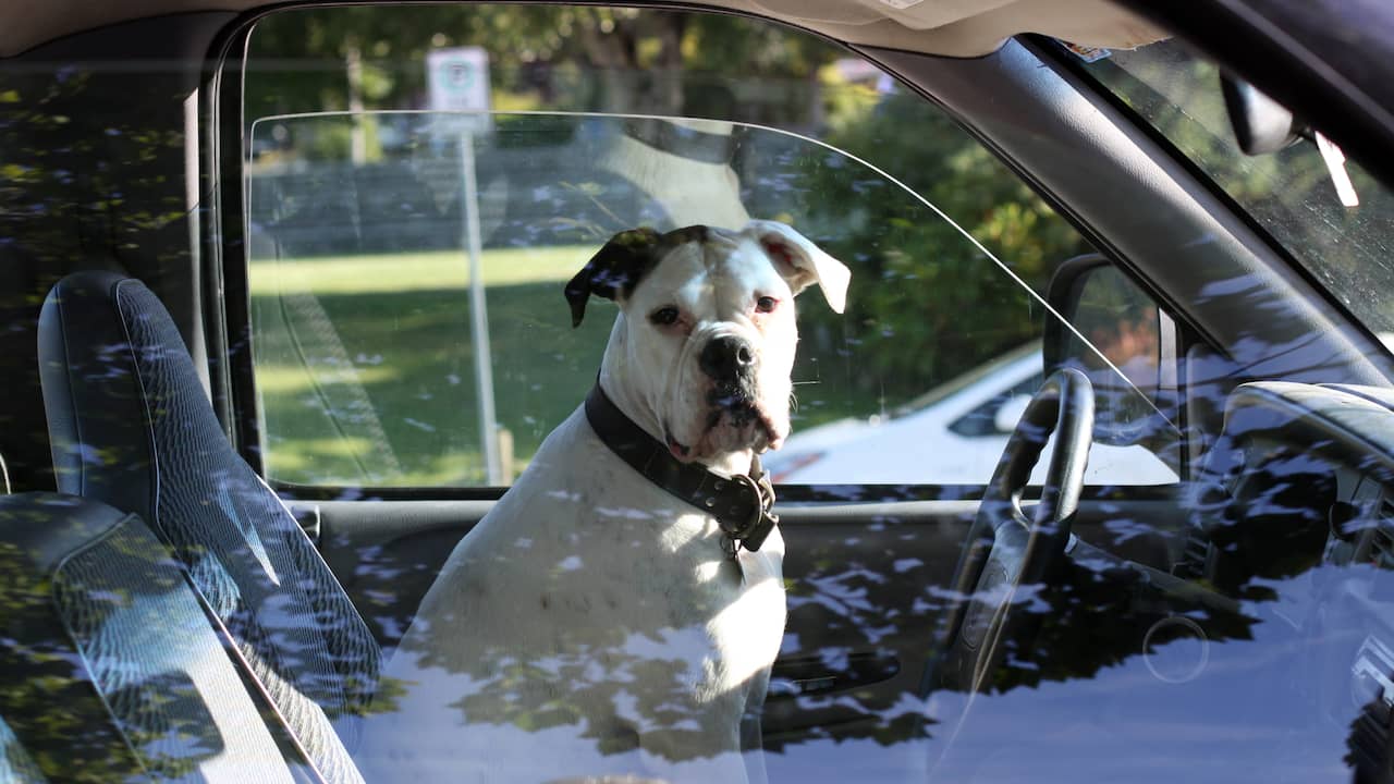 “Colorado Driver Arrested for Speeding and Attempting to Switch Places with Dog”