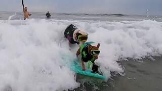 Honden surfen over de golven in Californië om geld in te zamelen