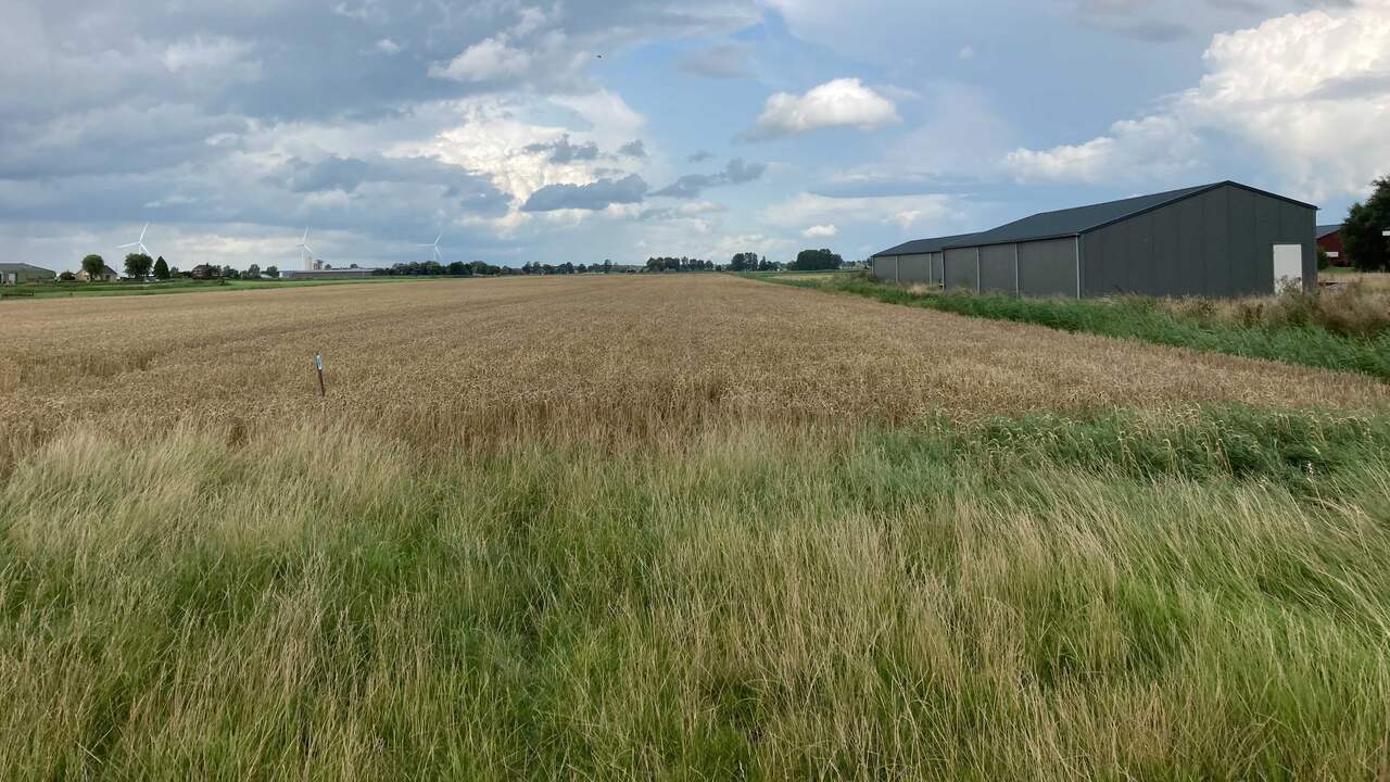 Waar nu nog tarwe groeit, staat het over twintig jaar vol met huizen.