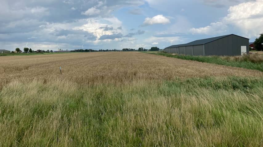 Breda koopt grond in Lage Vuchtpolder om weidevogels beter te beschermen