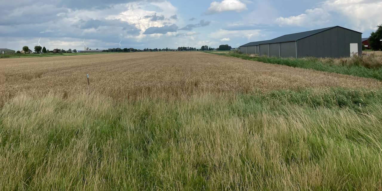 Breda koopt grond in Lage Vuchtpolder om weidevogels beter te beschermen