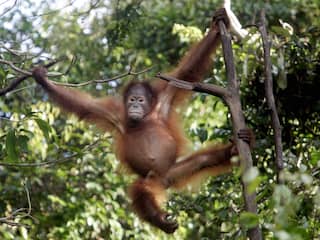 Orang-oetan behandelt eigen wond bewust met geneeskrachtige plant