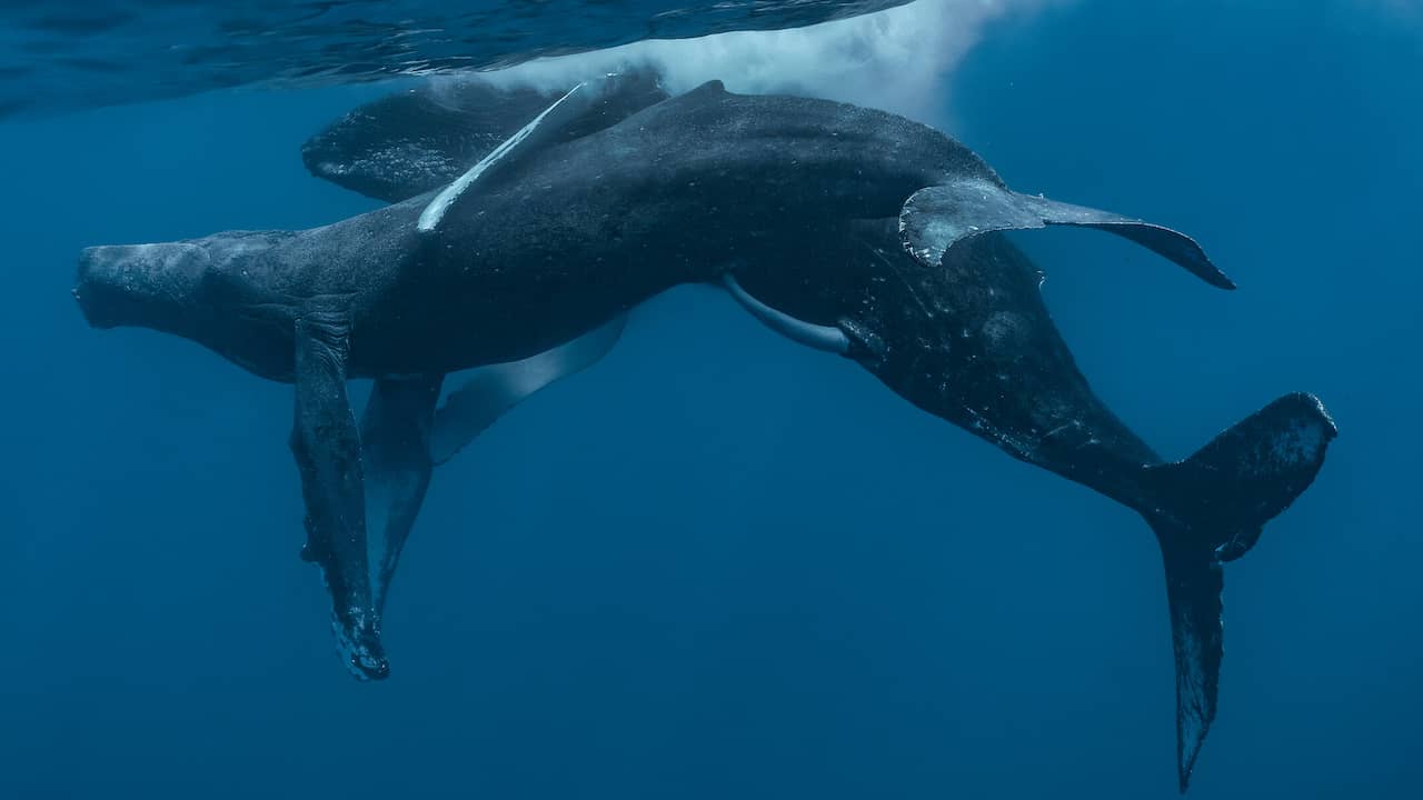 Humpback Whales Caught Engaging in Homosexual Behavior for the First Time in Maui Waters – Exclusive Photos and Details