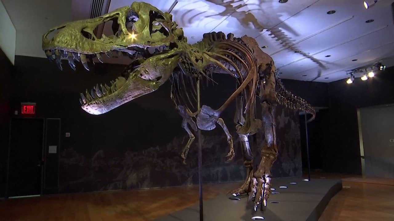 Beeld uit video: Duurste dino ooit: skelet T. rex levert 27 miljoen euro op