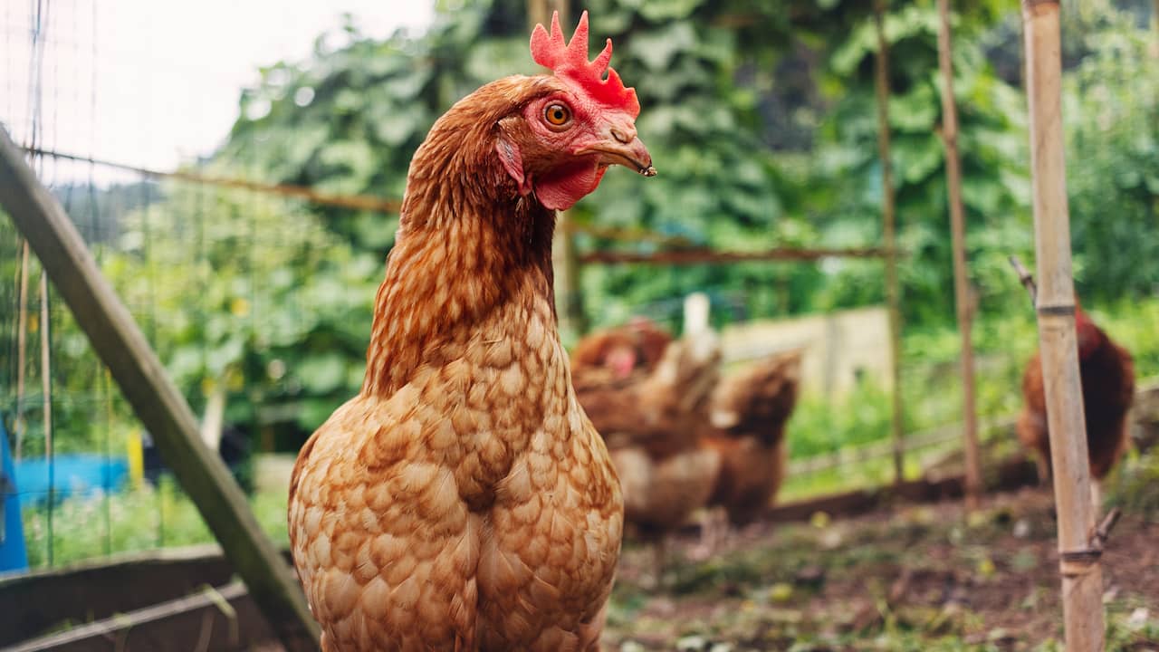Eggs from hobby chickens in the Chemours area are not safe to eat due