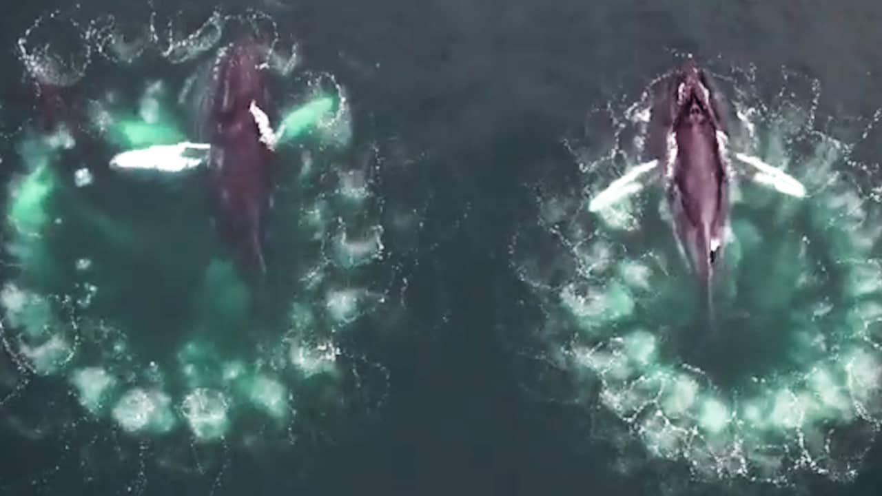 Bultrugwalvissen vangen prooi met 'netten' van luchtbellen