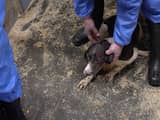 Hondenfokker in Eersel krijgt dwangsom opgelegd na vondst tweehonderd pups