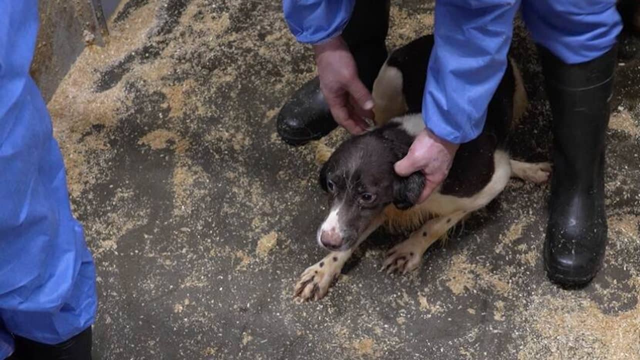 Hondenfokker in Eersel krijgt opgelegd na vondst tweehonderd pups Binnenland NU.nl