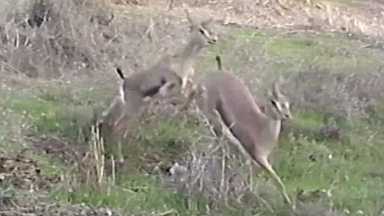 Beeld uit video: Wildcamera filmt tientallen bedreigde gazelles in Jeruzalem