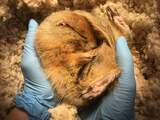 Hoe arctische grondeekhoorns een winterslaap van acht maanden overleven