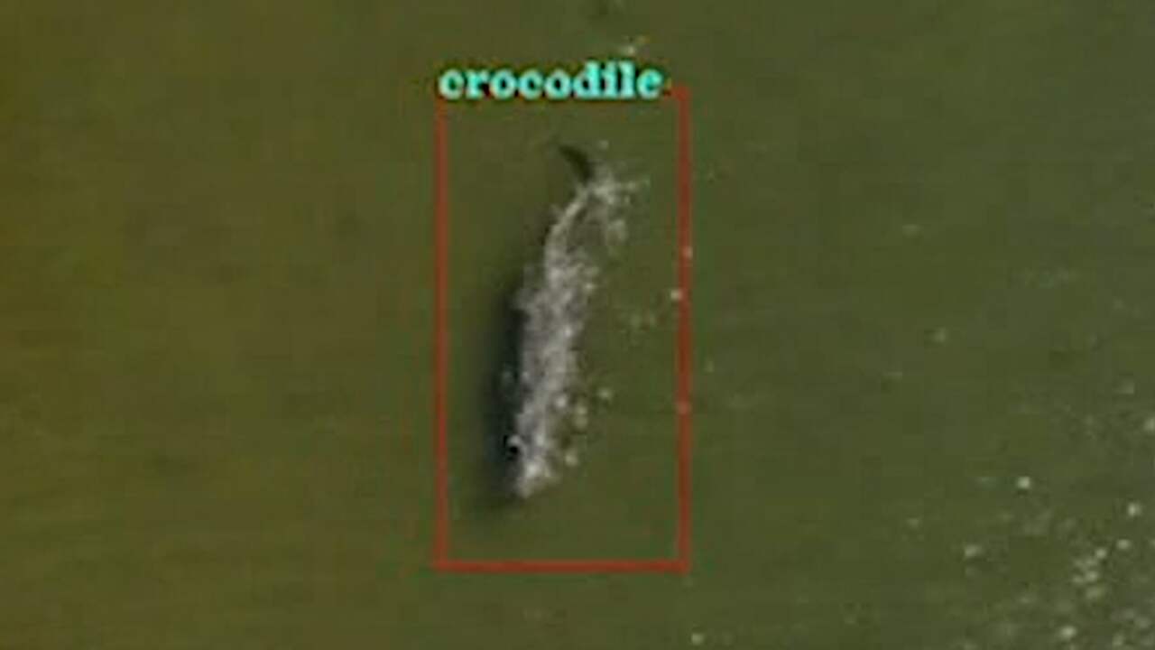 Drone waarschuwt Australische zwemmers voor krokodillen