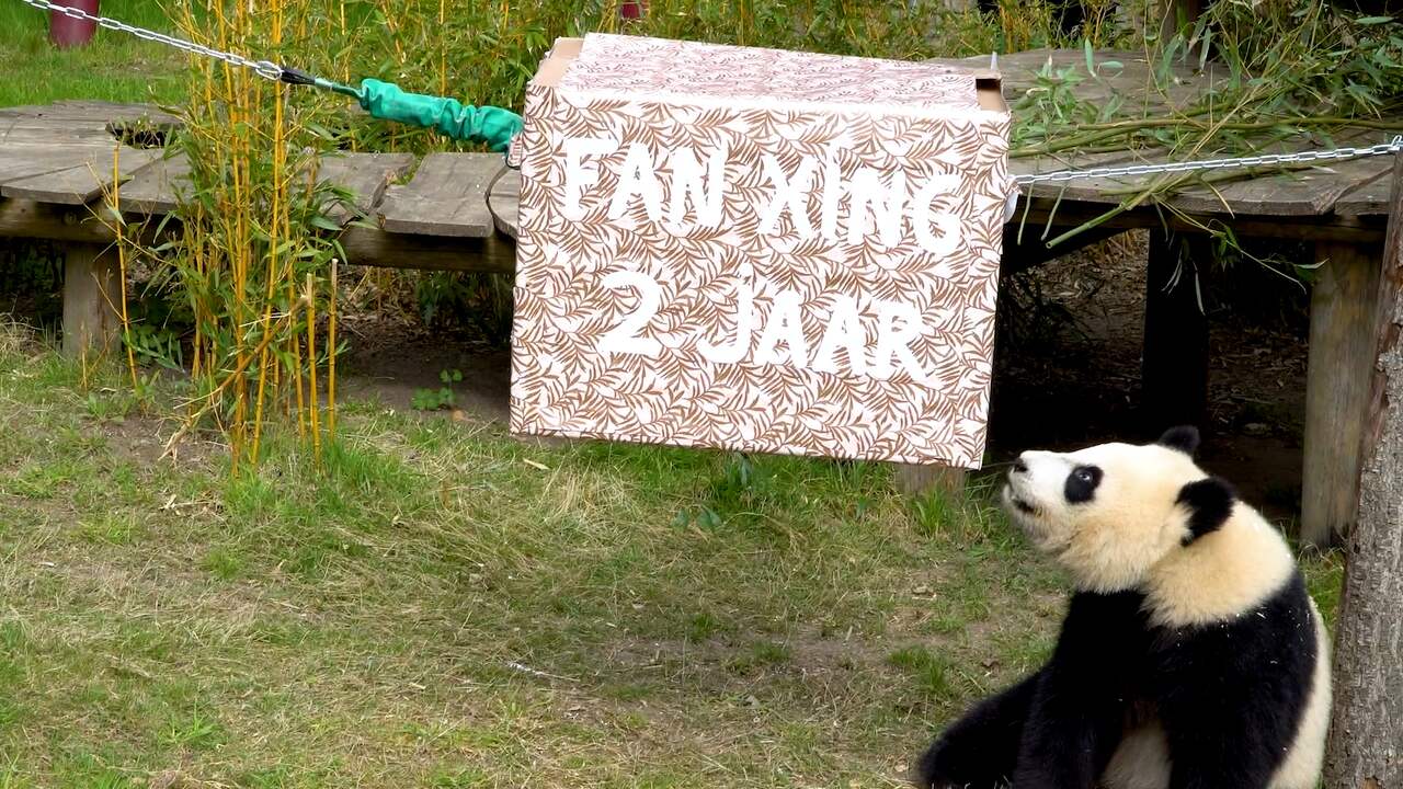 Beeld uit video: Zaagsel en bamboe voor jarige reuzenpanda Fan Xing