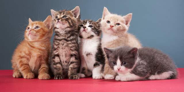 Dierenambulance Den Haag boos over gedumpte kittens