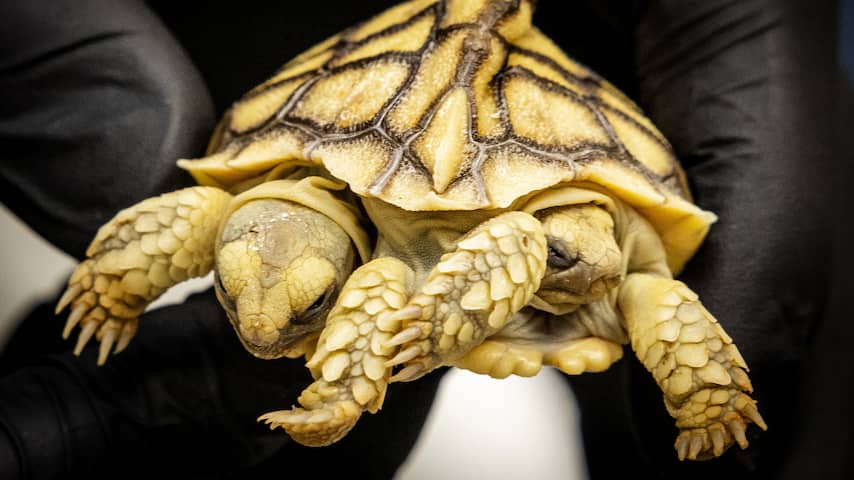 Tweekoppige schildpad geboren in Putten, dier heeft goede kans om te overleven
