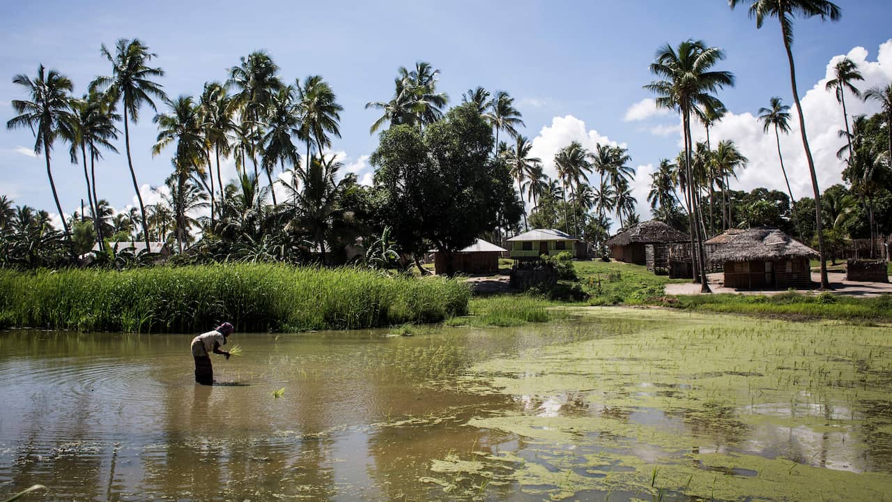 Mozambican jihadists besieging gas interchange |  NOW