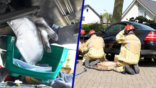 Brandweer redt kat die met kop vastzit in onderkant auto