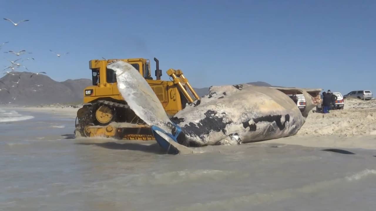 Beeld uit video: Bulldozers verwijderen bultrugkarkas van Zuid-Afrikaans strand