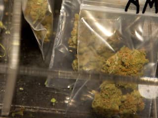 Helft Nederlanders wil gereguleerde cannabisteelt